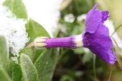 Omphalogramma vinciflorum