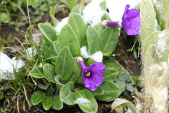 Omphalogramma vinciflorum