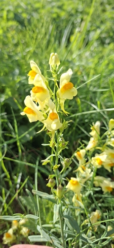 common toadflax