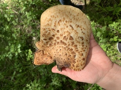 Cerioporus squamosus