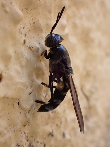 Black Soldier Fly