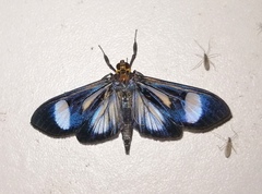 Erilusa