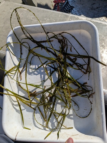 Flatstem pondweed (Potamogeton zosteriformis)