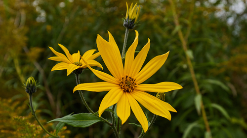 Jerusalem artichoke