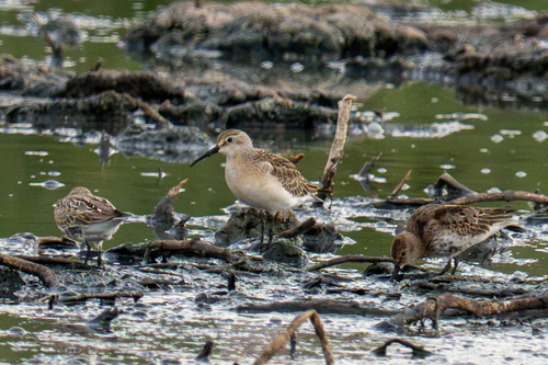 Curlew Sandpiper