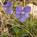 Viola rupestris - Photo (c) Amadej Trnkoczy, algunos derechos reservados (CC BY-NC-SA)