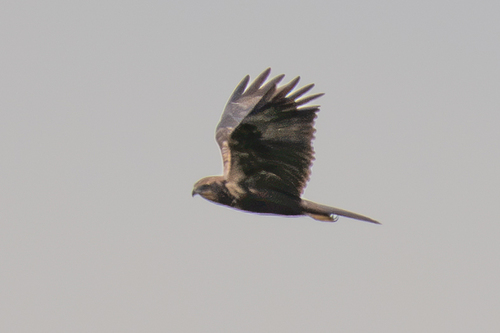 Western Marsh Harrier