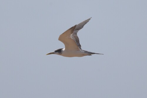 iNaturalist image