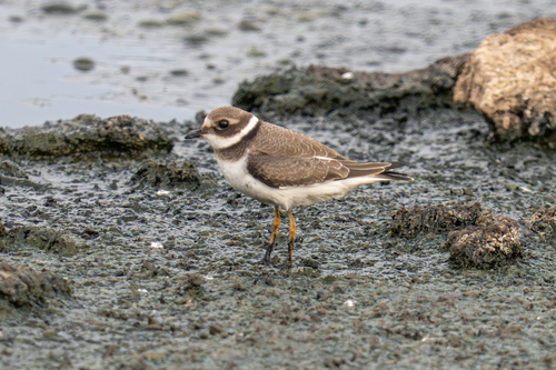 Common Ringed Plover