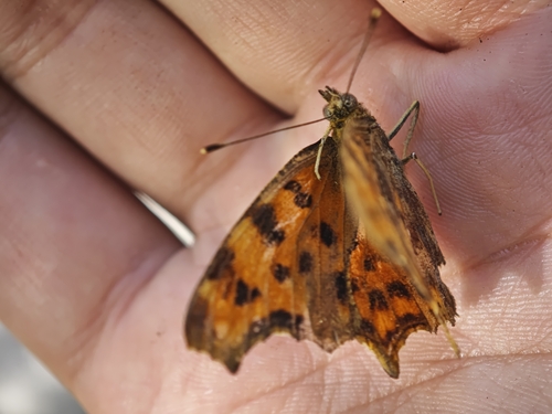 European Comma