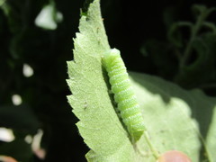 Orthosia cerasi