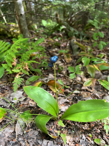 bluebead lily