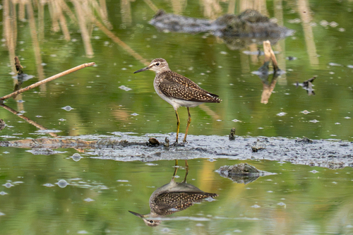 Wood Sandpiper