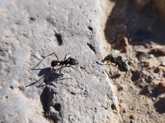 Acromyrmex lobicornis