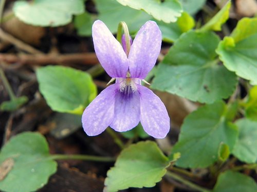 Early Dog-violet (Plants of Saxony) · iNaturalist