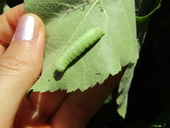Orthosia cerasi