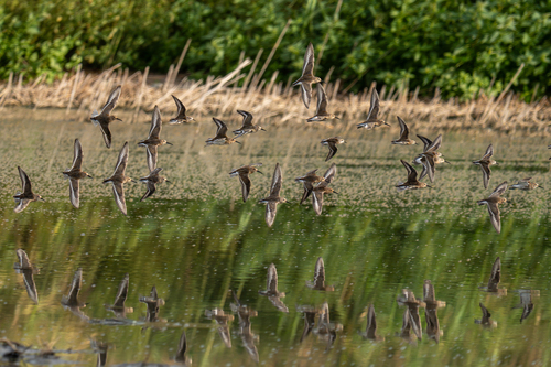 Dunlin