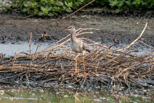 Spotted Redshank