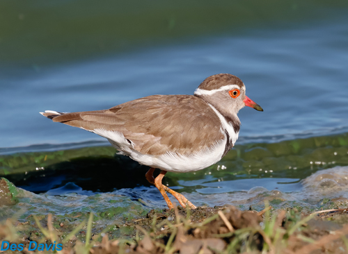 iNaturalist image