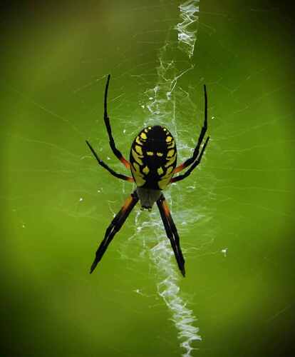 Yellow Garden Spider