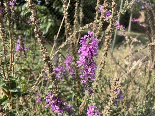 purple loosestrife