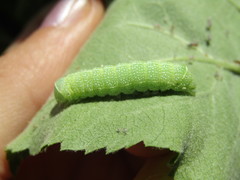 Orthosia cerasi