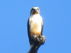 Microhierax caerulescens