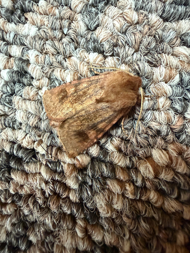 Bronzed Cutworm Moth