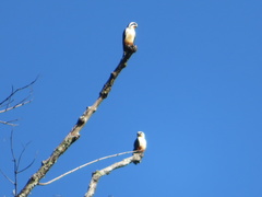 Microhierax caerulescens
