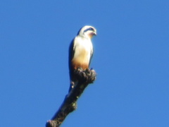 Microhierax caerulescens