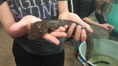 Necturus maculosus