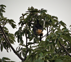 Pteropus seychellensis comorensis