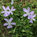 Viola cornuta - Photo (c) Joan Simon, algunos derechos reservados (CC BY-SA)