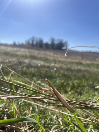 European Mantis