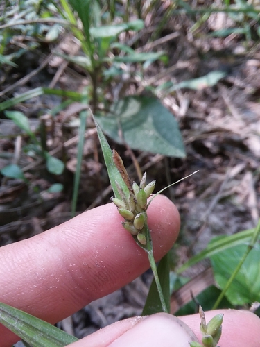 Image of Carex flaccosperma by (c) Will McFarland, some rights reserved (CC BY)