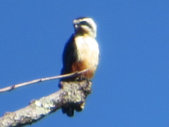 Microhierax caerulescens