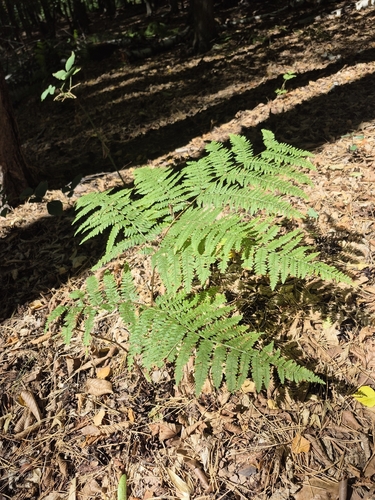 common bracken