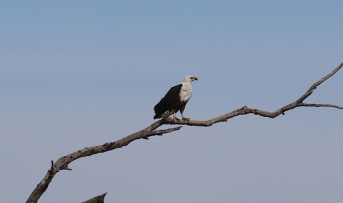 iNaturalist image