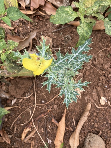 Argemone mexicana, 2026-06-23