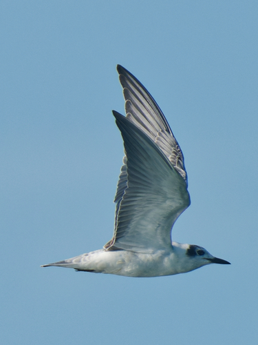 iNaturalist image