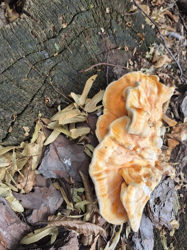 chicken of the woods
