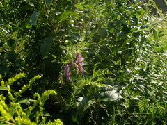 Vicia tenuifolia