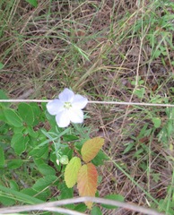 Linum pratense
