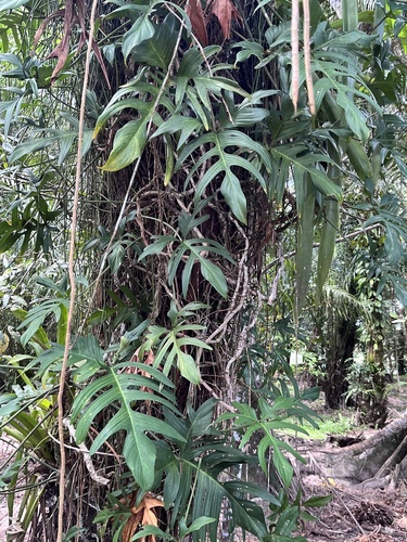 Philodendron pedatum