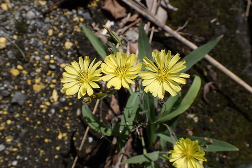 Ixeris chinensis, photograph 2