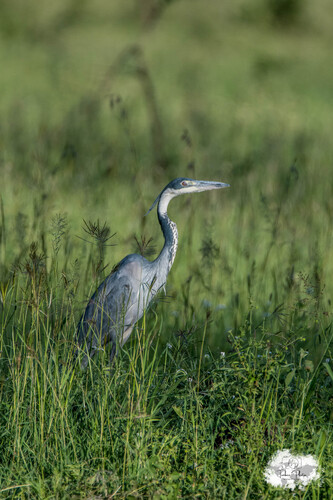 iNaturalist image