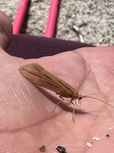 iNaturalist observation photo of Silver-striped Sedges