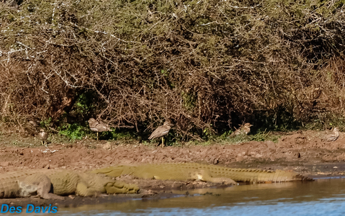 iNaturalist: (c) desireedavis, some rights reserved (CC BY-NC) iNaturalist image