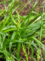 Carex hendersonii