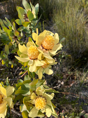 Leucadendron pubibracteolatum
